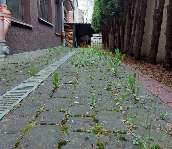 Przed czyszczeniem i uzupełnieniem szczelin piaskiem kwarcowym Bydgoszcz